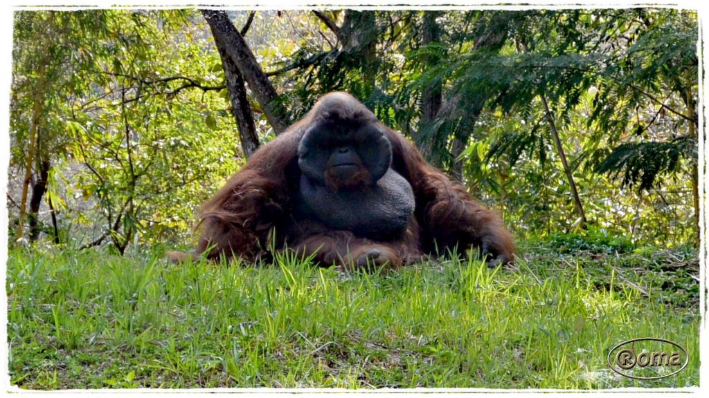 Orang Utan at Chiang Mai Zoo