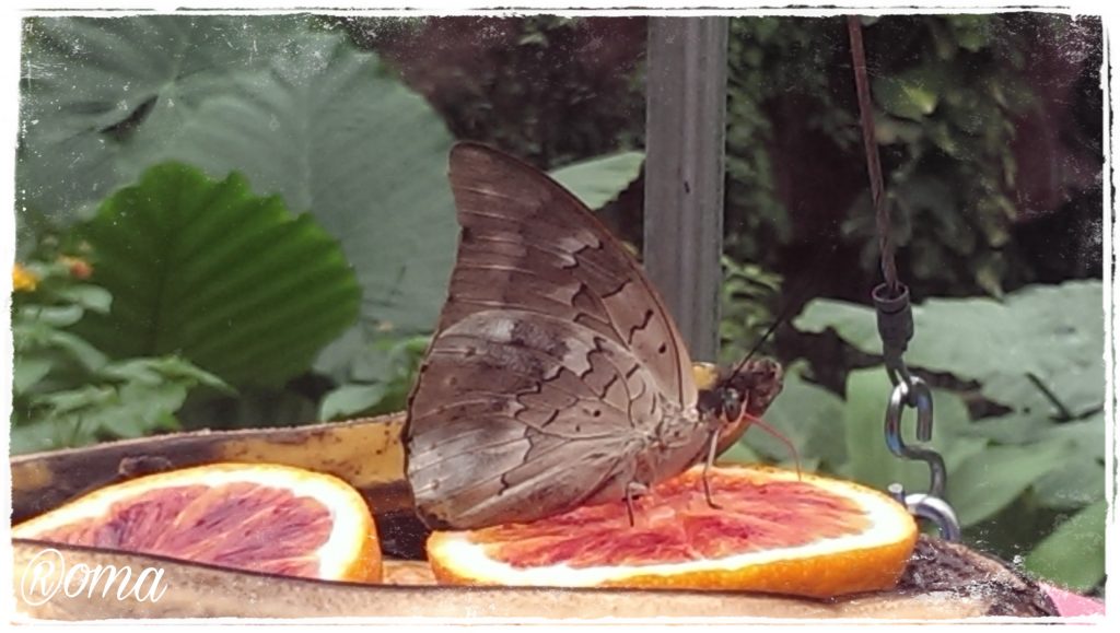 Butterfly on a orange